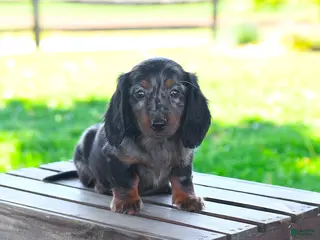 Miniature Dachshund dogs for sale: Shiloh - Ad 1