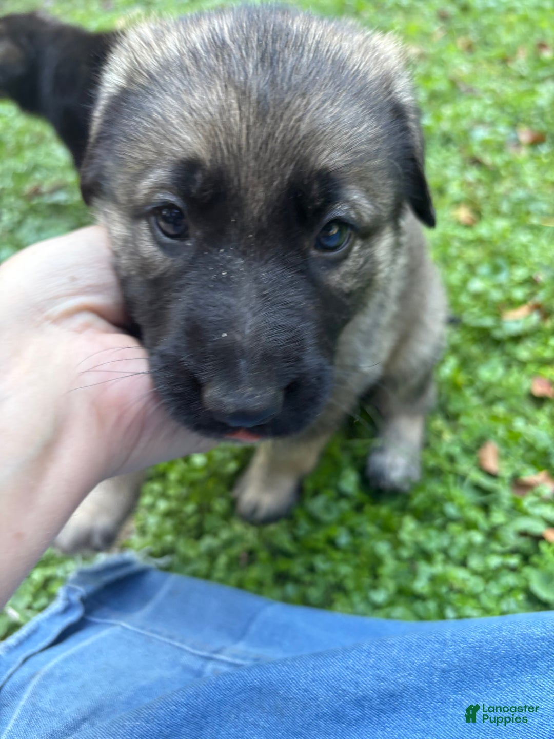 German Shepherd dogs for sale: German Shepherd Puppy 2 - Ad 10