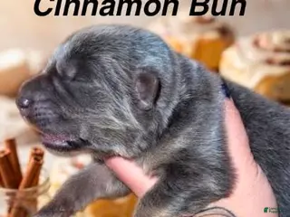 German Shepherd dogs Cinnamon Bun - Ad 25