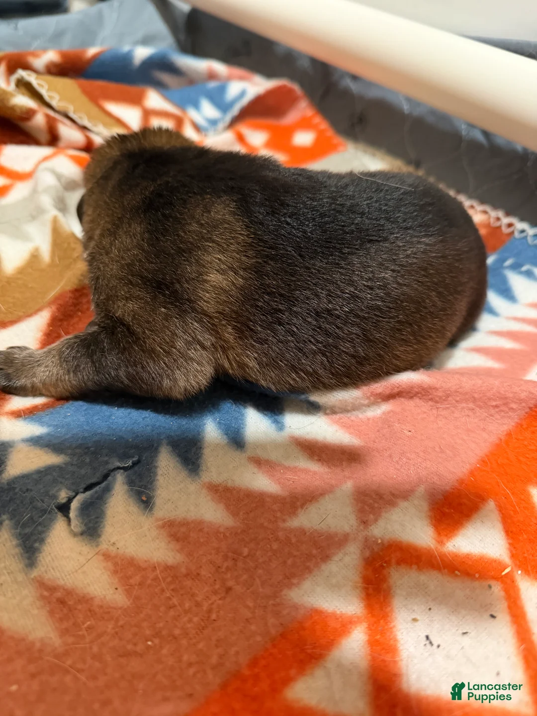 German Shepherd dogs for sale: Ace - Ad 2