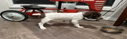 German Shorthaired Pointer dogs for sale: Leanna - Ad 3