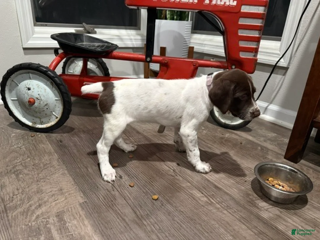 German Shorthaired Pointer dogs for sale: Leanna - Ad 3