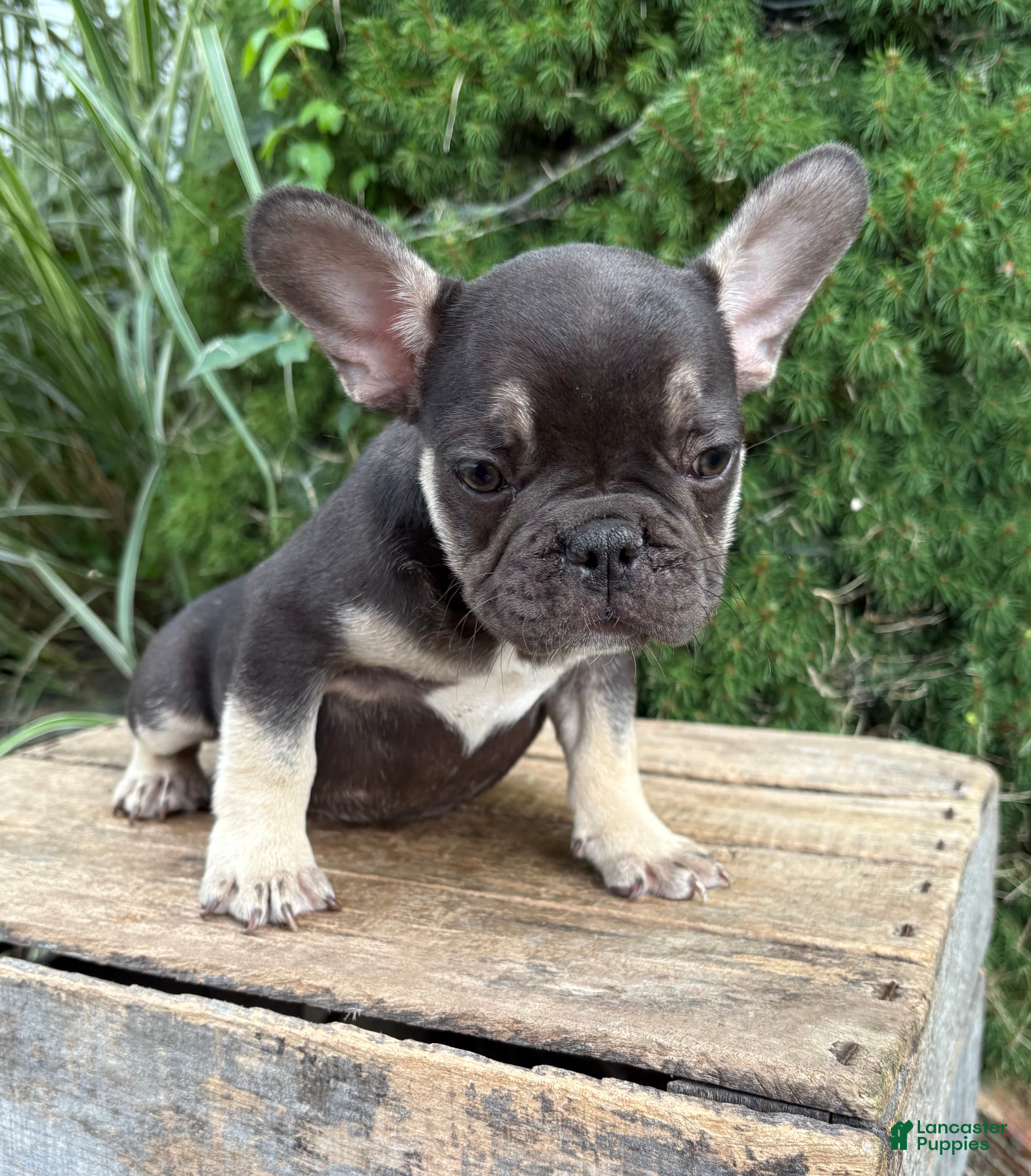 French Bulldog dogs Knox - Ad 1