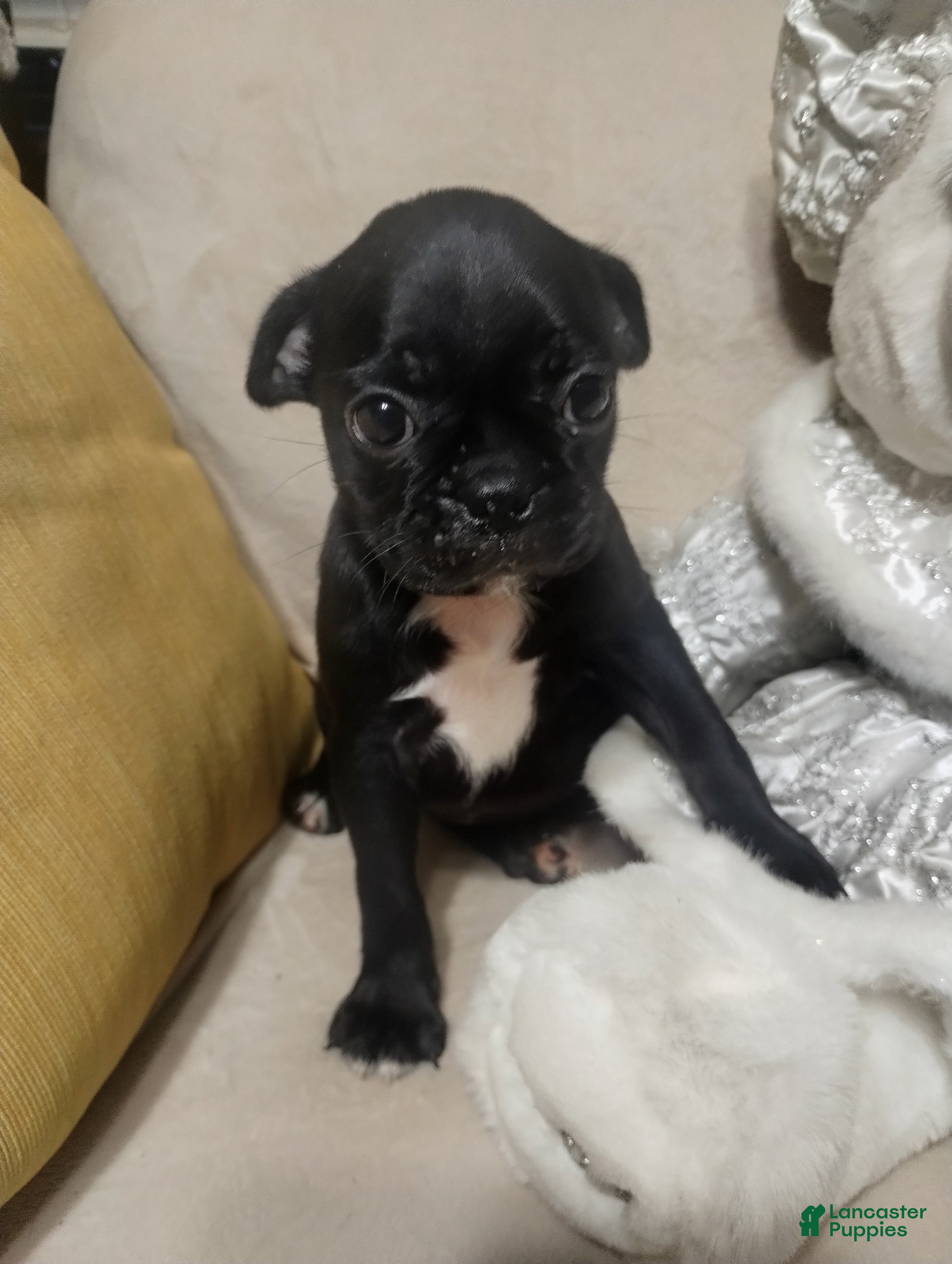 Mixed Breed dogs annie - Ad 4