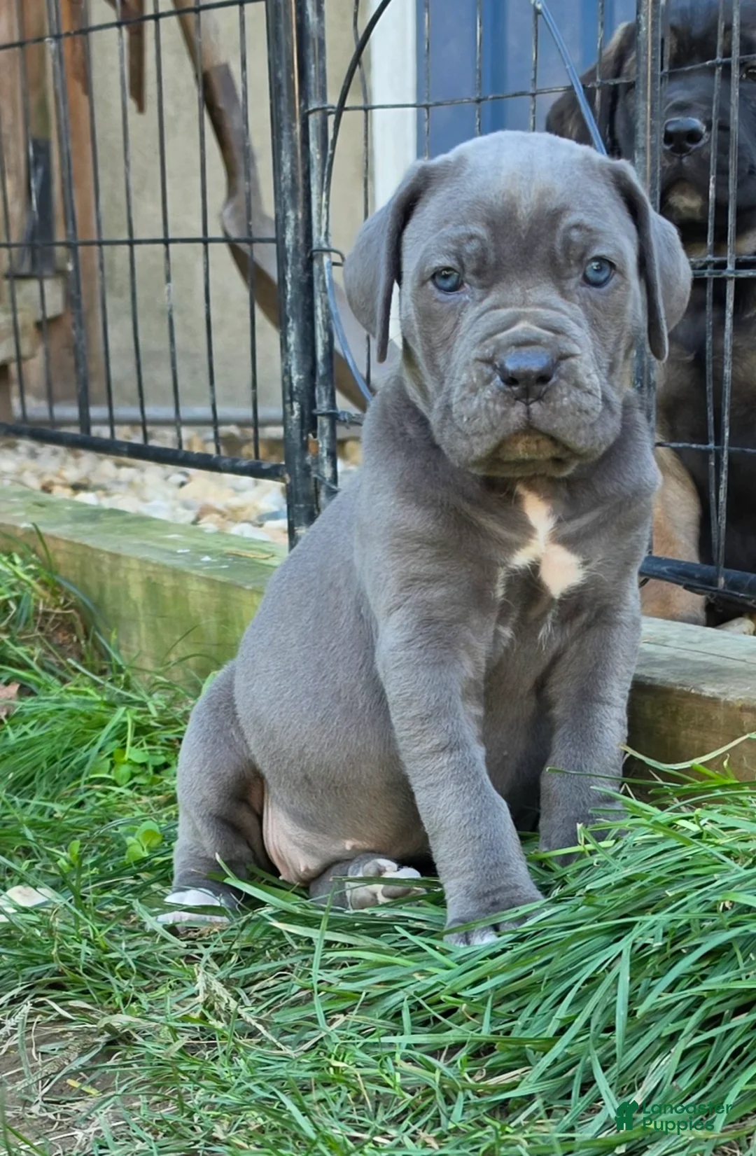Cane Corso dogs for sale: Bella - Ad 2