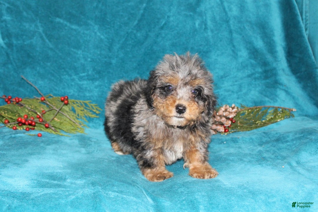 Miniature Poodle dogs for sale: Coby - Ad 4