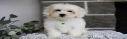 Maltipoo dogs for sale: Frankie - Ad 9