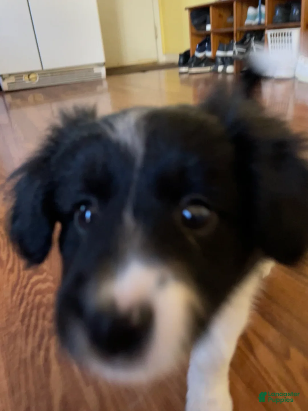 Mixed Breed dogs for sale: Stripe - Ad 3