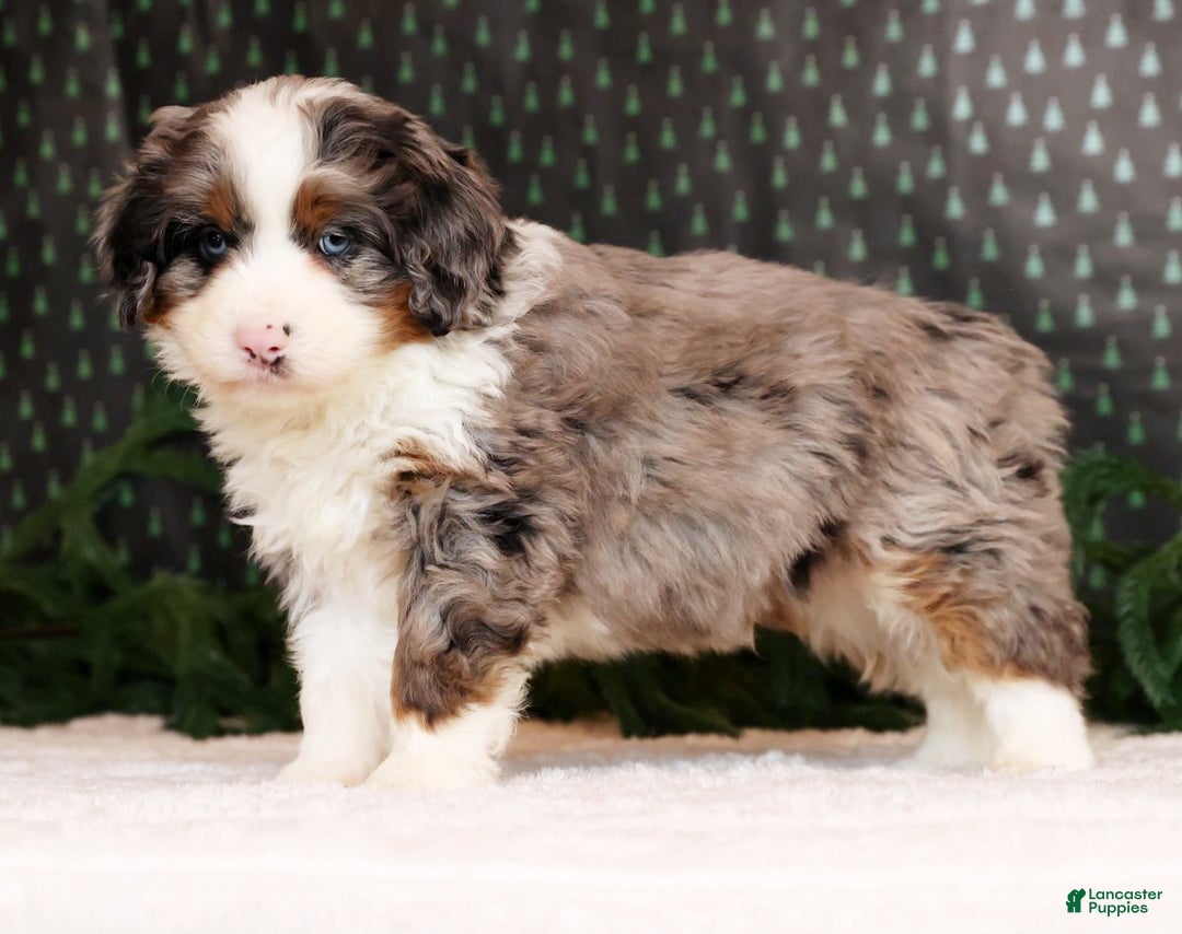 Mini Bernedoodle dogs for sale: River - Ad 3