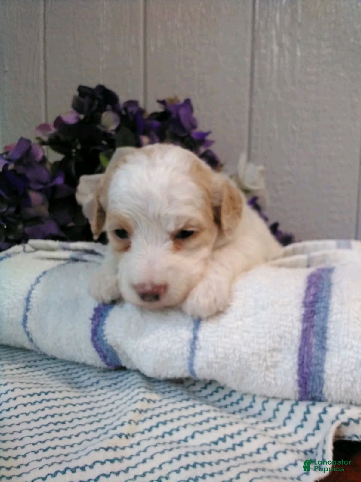 Mini Goldendoodle dogs for sale: Bella - Ad 2