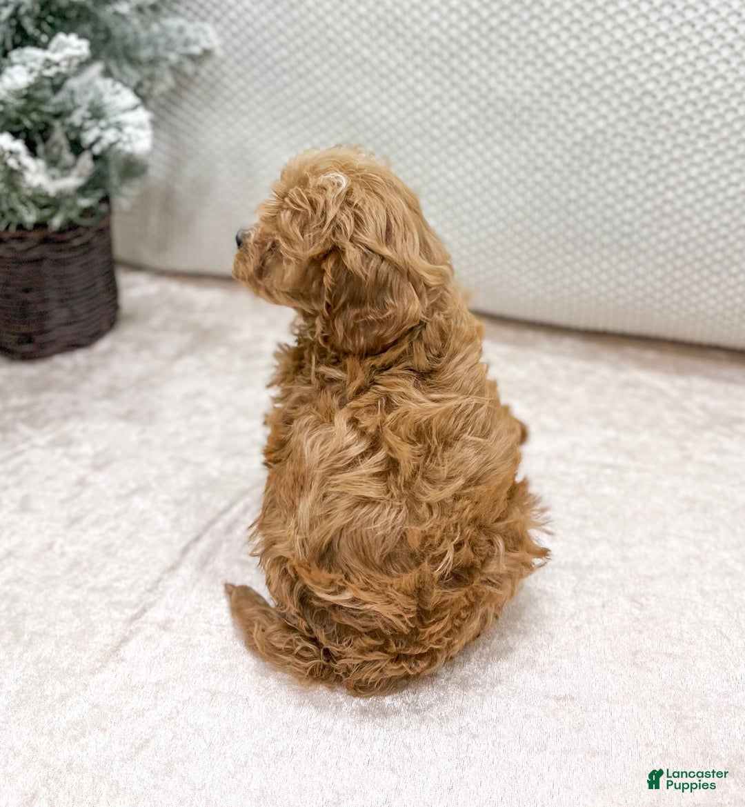 Cavapoo dogs for sale: Kati - Ad 5