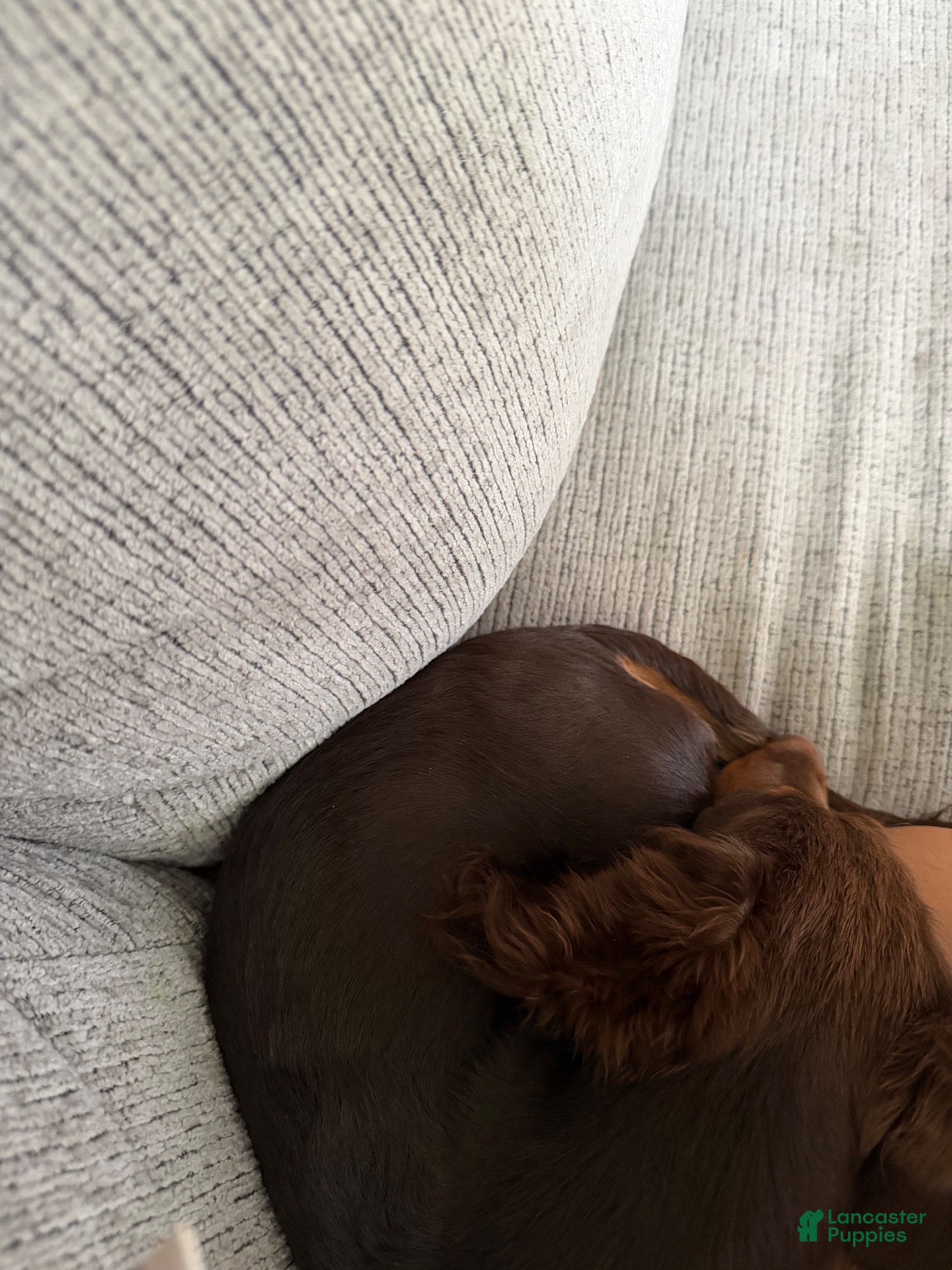 Miniature Dachshund dogs Miniature Dachshund 1 - Ad 2