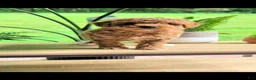 Miniature Poodle dogs for sale: Bingo  - Ad 2