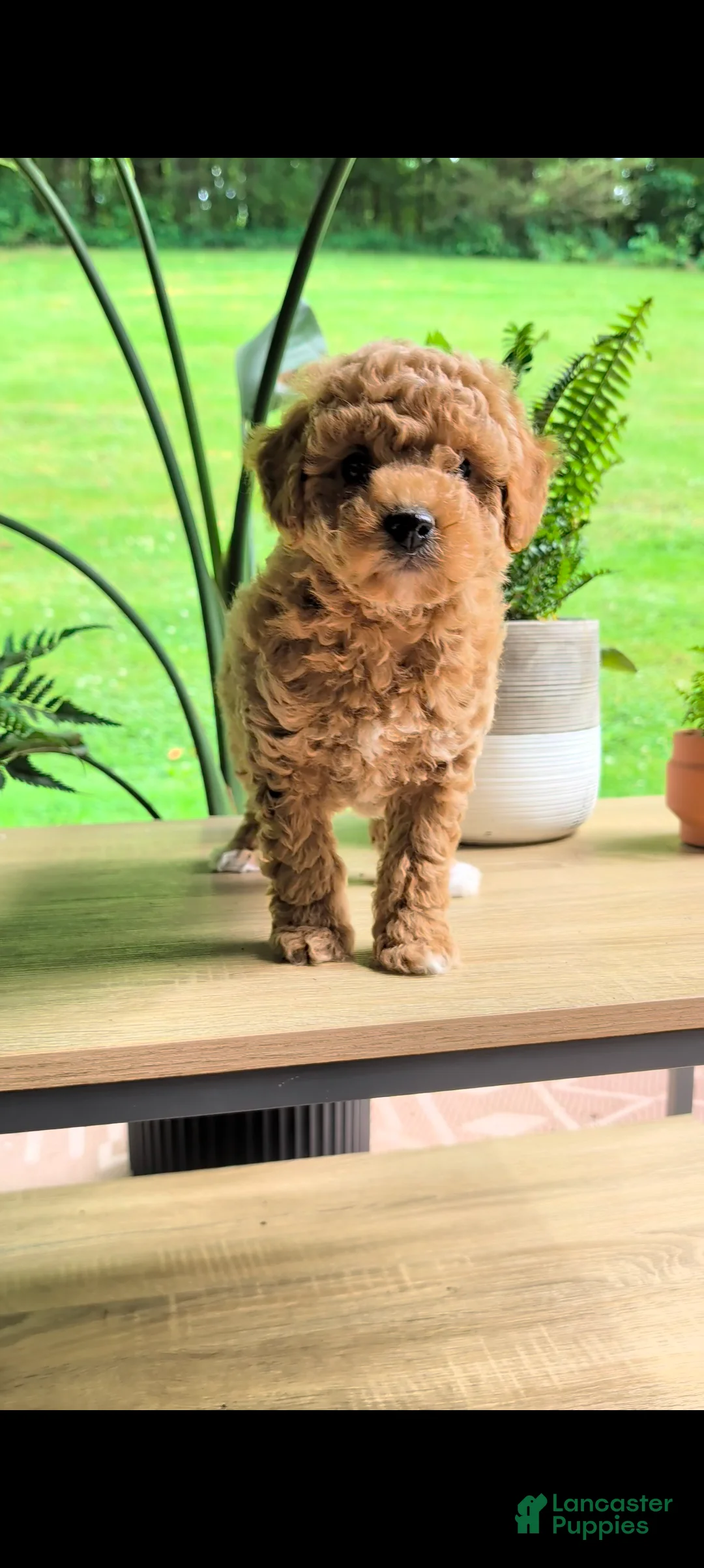 Miniature Poodle dogs for sale: Bingo  - Ad 2