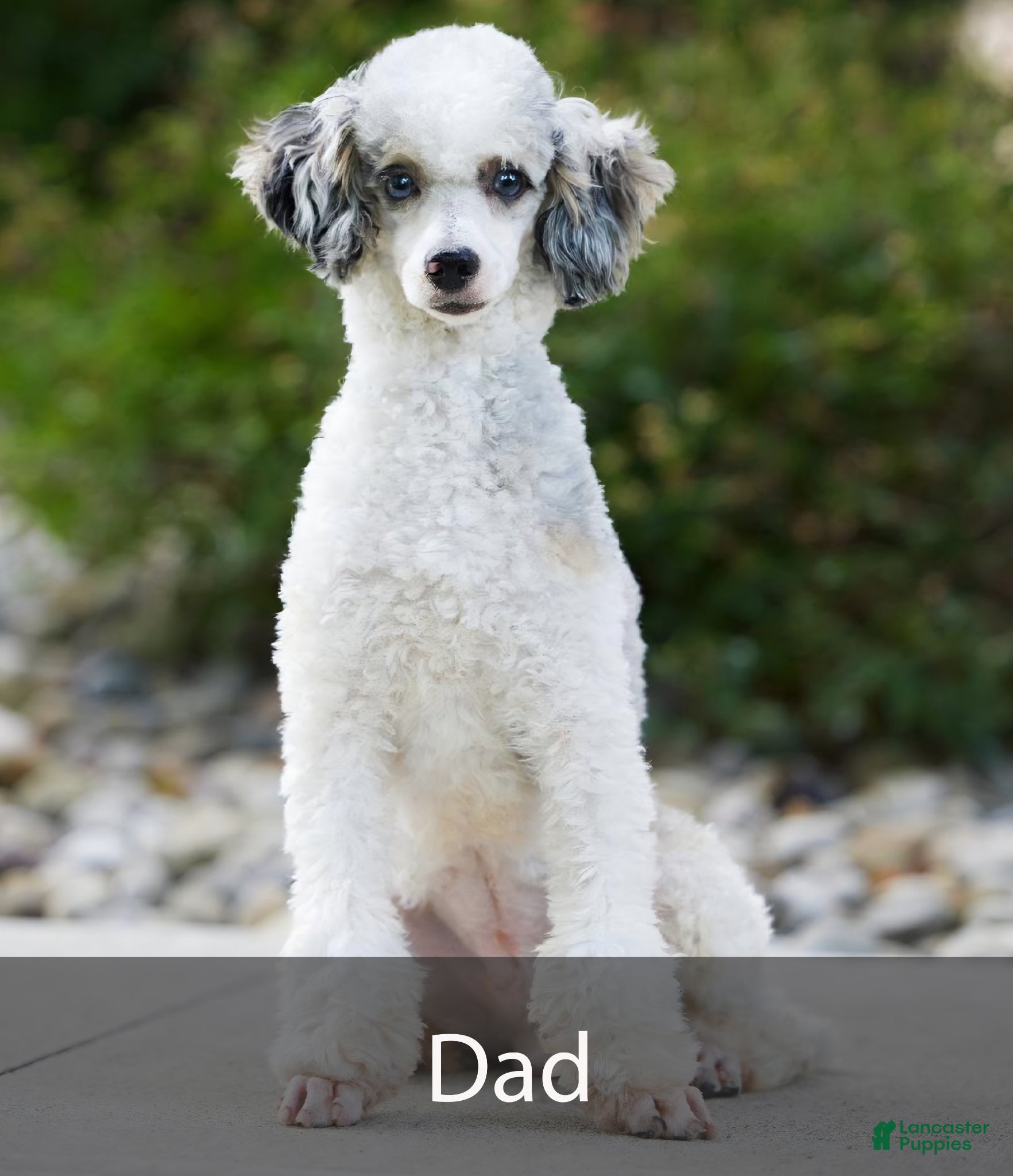 Mini Bernedoodle dogs for sale: Isabella - Ad 10