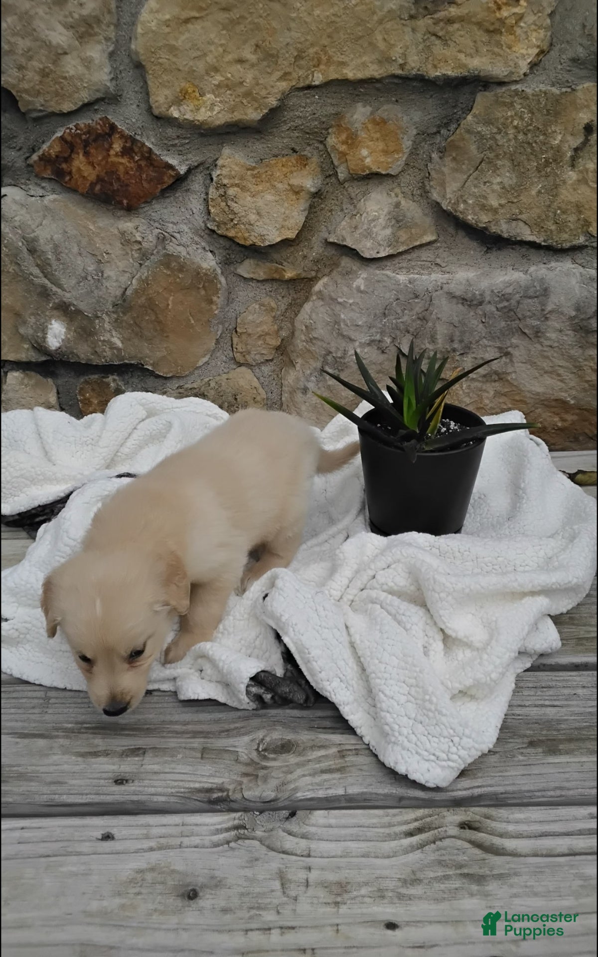 Golden Retriever dogs Rover - Ad 2