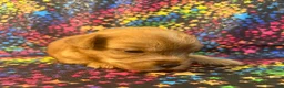 Yorkshire Terrier dogs for sale: Gold dust Yorkshire Terrier female 1 - Ad 4