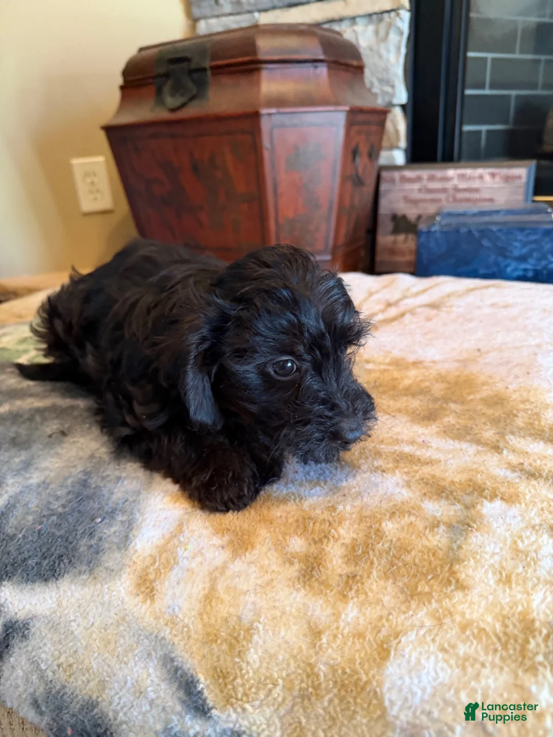 Yorkiepoo dogs for sale: Jinx - Ad 11