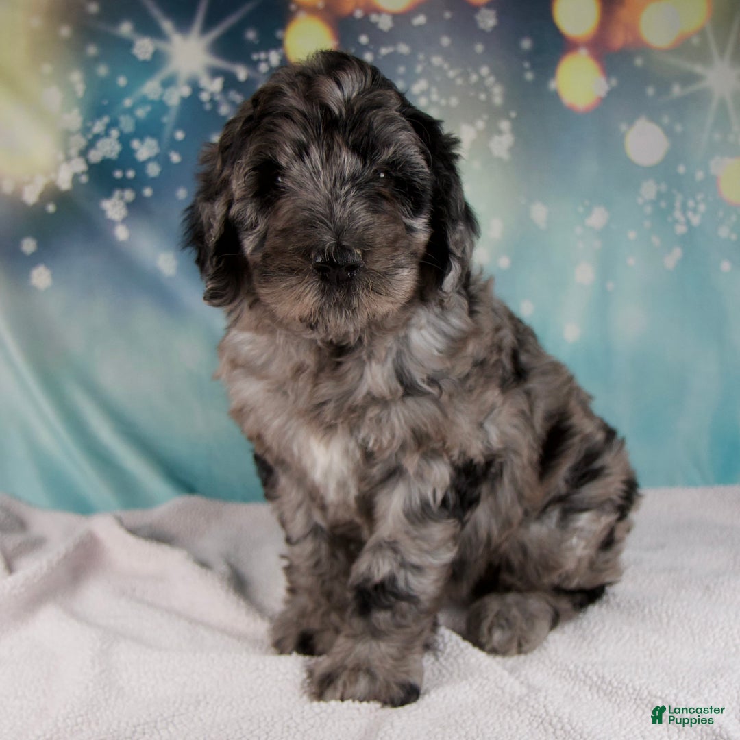 Mixed Breed dogs for sale: Brenda - Ad 5