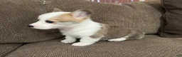 Welsh Corgi Pembroke dogs for sale: Cali  - Ad 8