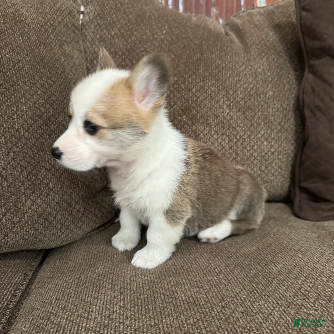Welsh Corgi Pembroke dogs for sale: Cali  - Ad 8