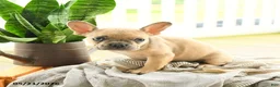 French Bulldog dogs for sale: Levi - Ad 2