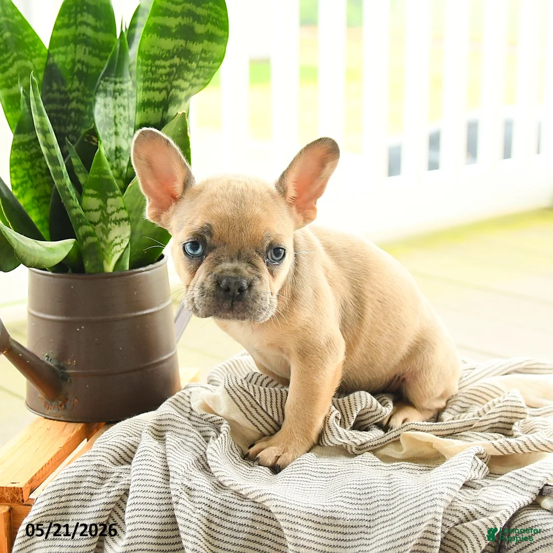 French Bulldog dogs for sale: Levi - Ad 2