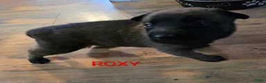Belgian Malinois 4