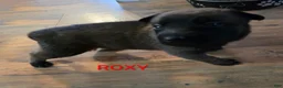 Belgian Malinois dogs for sale: Belgian Malinois 4 - Ad 1