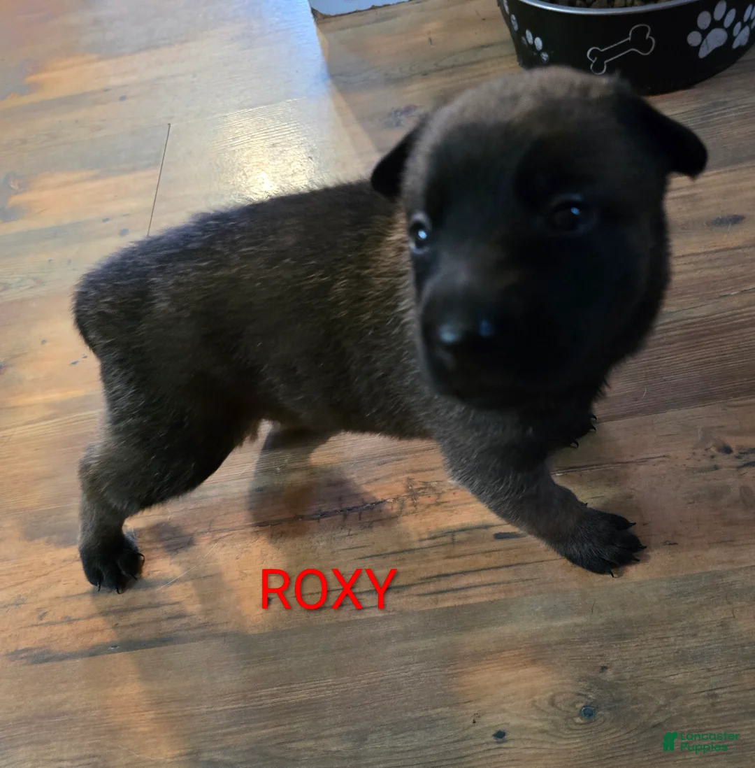 Belgian Malinois dogs for sale: Belgian Malinois 4 - Ad 1