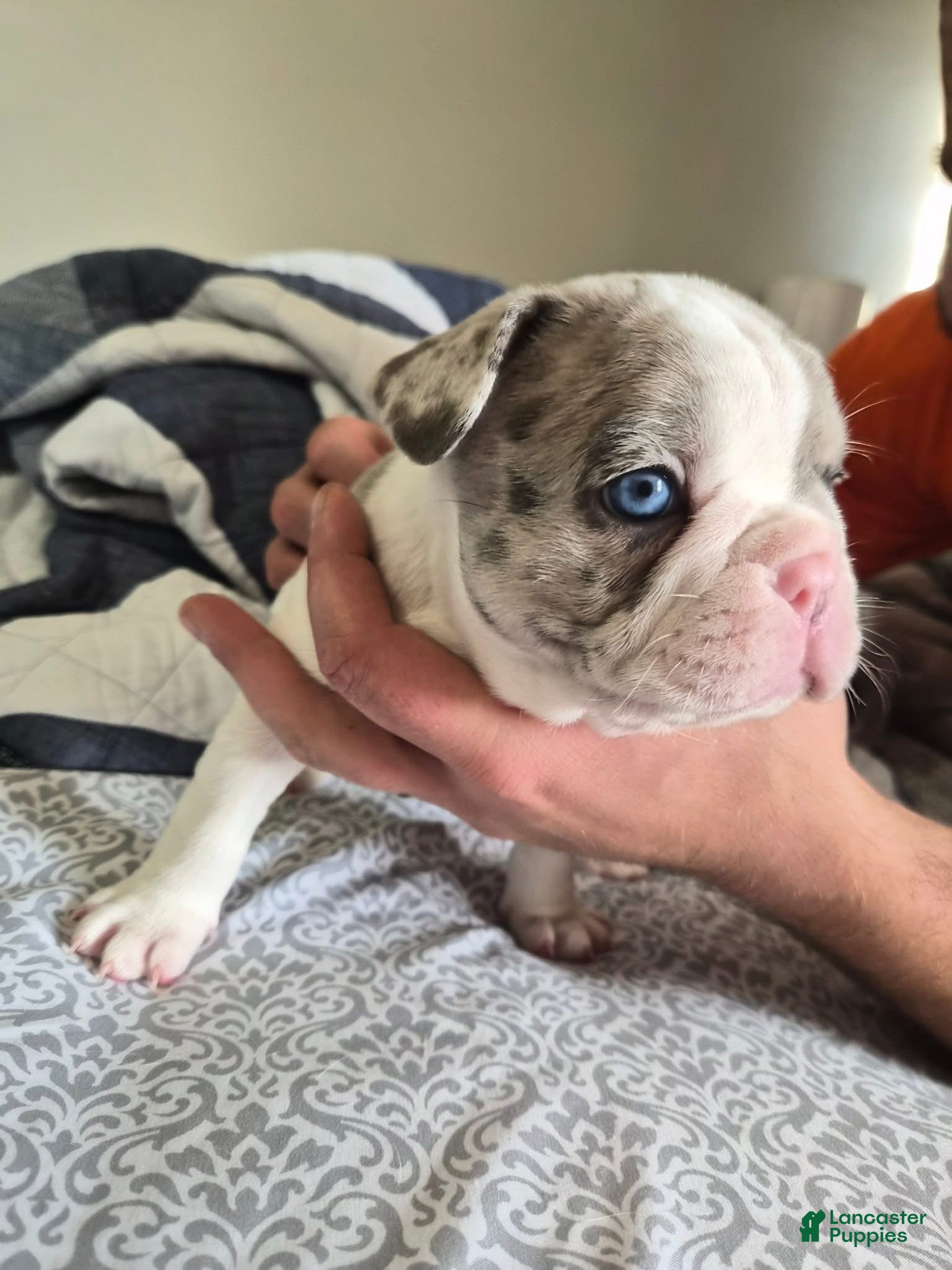 French Bulldog dogs Charlie  - Ad 6