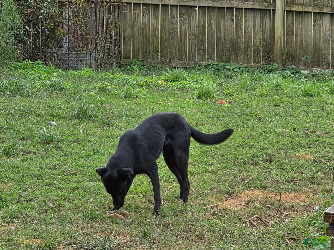 Mixed Breed dogs for sale: Mixed Breed Puppy 1 - Ad 2