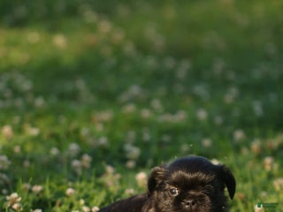 Mixed Breed dogs - Ad 36