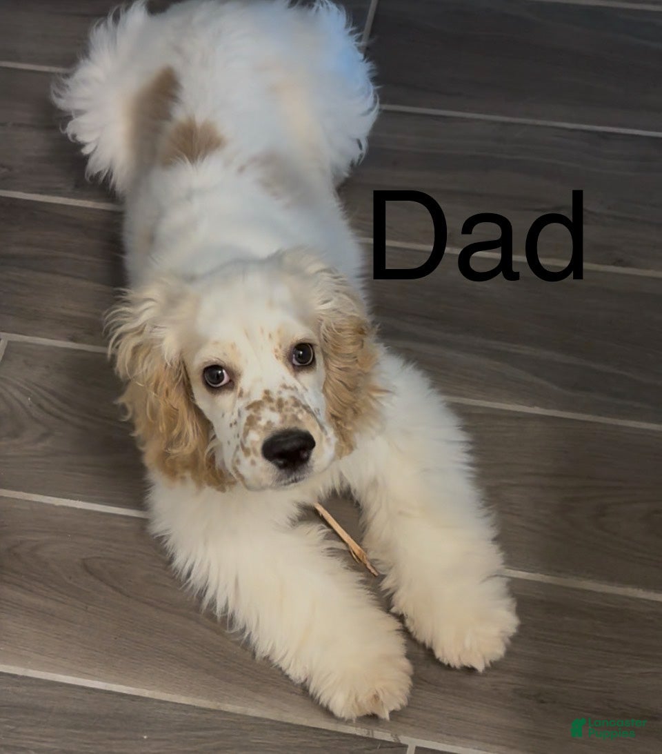Cocker Spaniel dogs Cocker Spaniel Puppy 2 - Ad 2