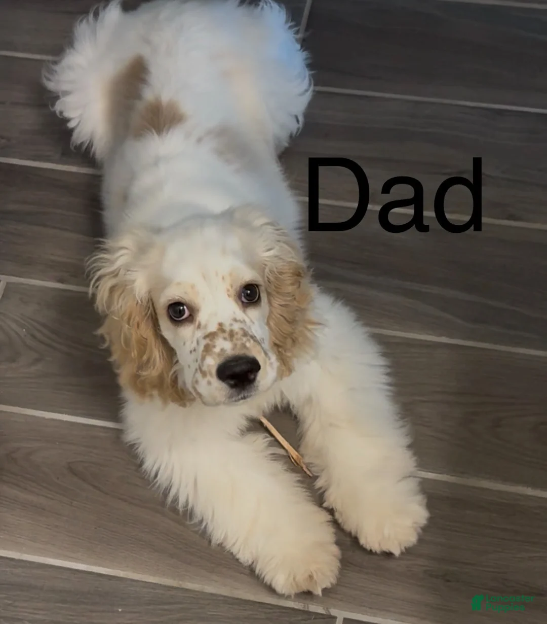 Cocker Spaniel dogs for sale: Cocker Spaniel Puppy 2 - Ad 2
