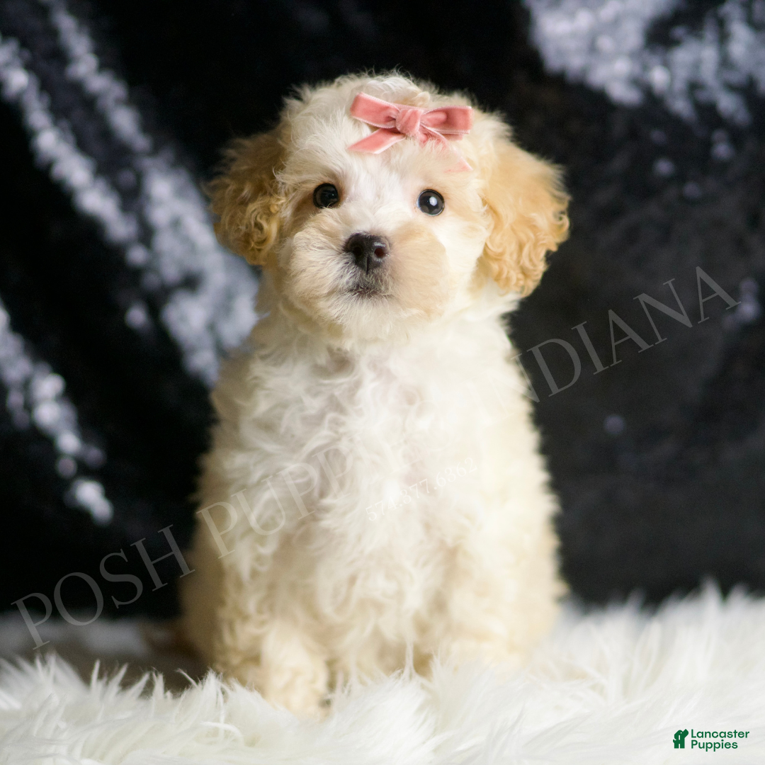 Maltipoo dogs for sale: Cherry - Ad 1