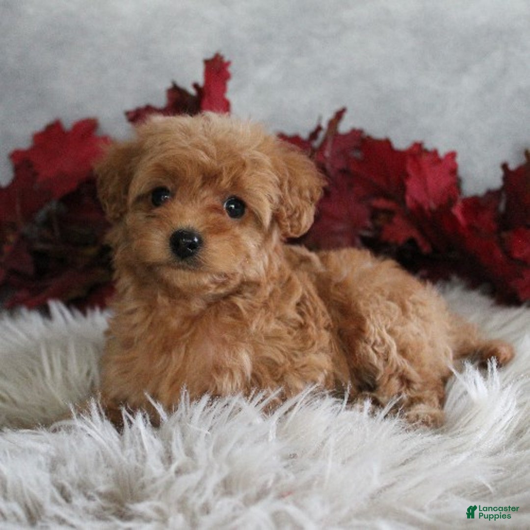 Cavapoo dogs for sale: Cinnamon - Ad 1