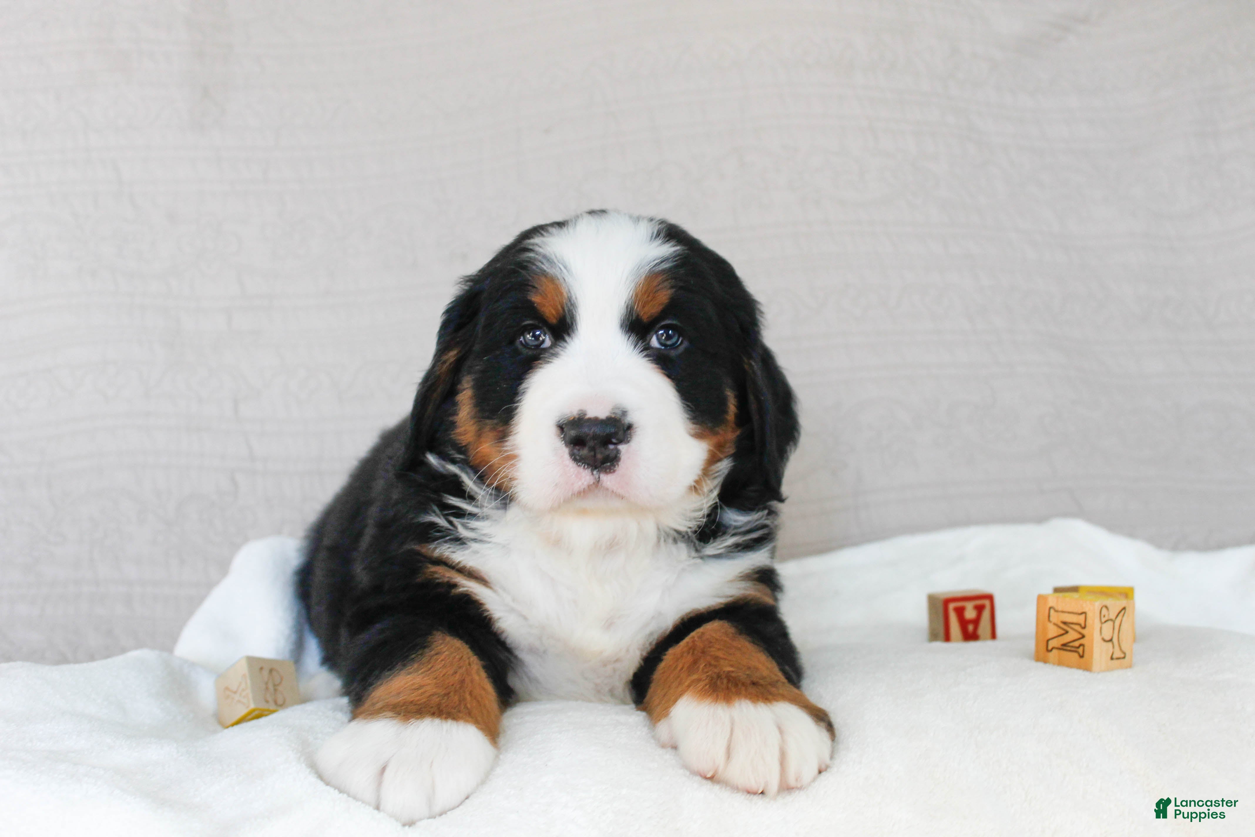 Bernese Mountain Dog dogs Juniper - Ad 14