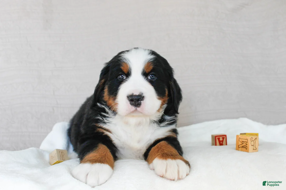 Bernese Mountain Dog dogs for sale: Juniper - Ad 1