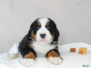 Bernese Mountain Dog dogs Juniper - Ad 14