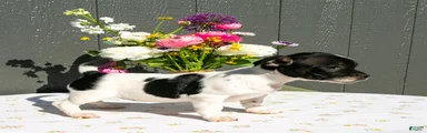 Daisy