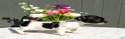 Mixed Breed dogs for sale: Daisy - Ad 1
