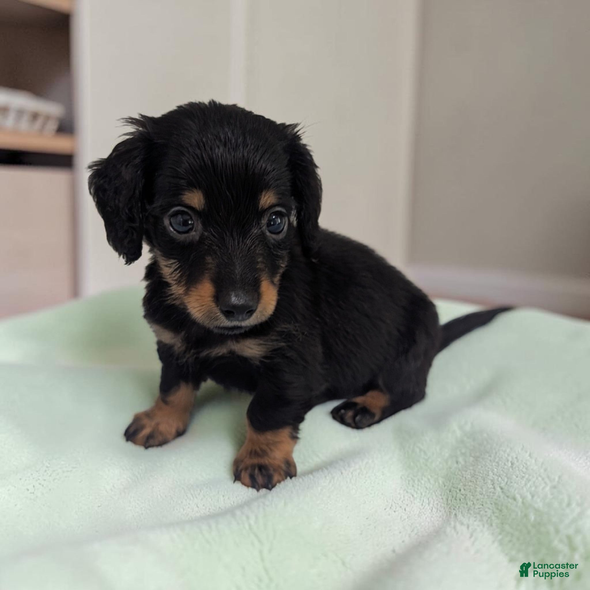 Miniature Dachshund dogs Oreo - Ad 1