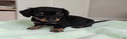 Miniature Dachshund dogs for sale: Oreo - Ad 1