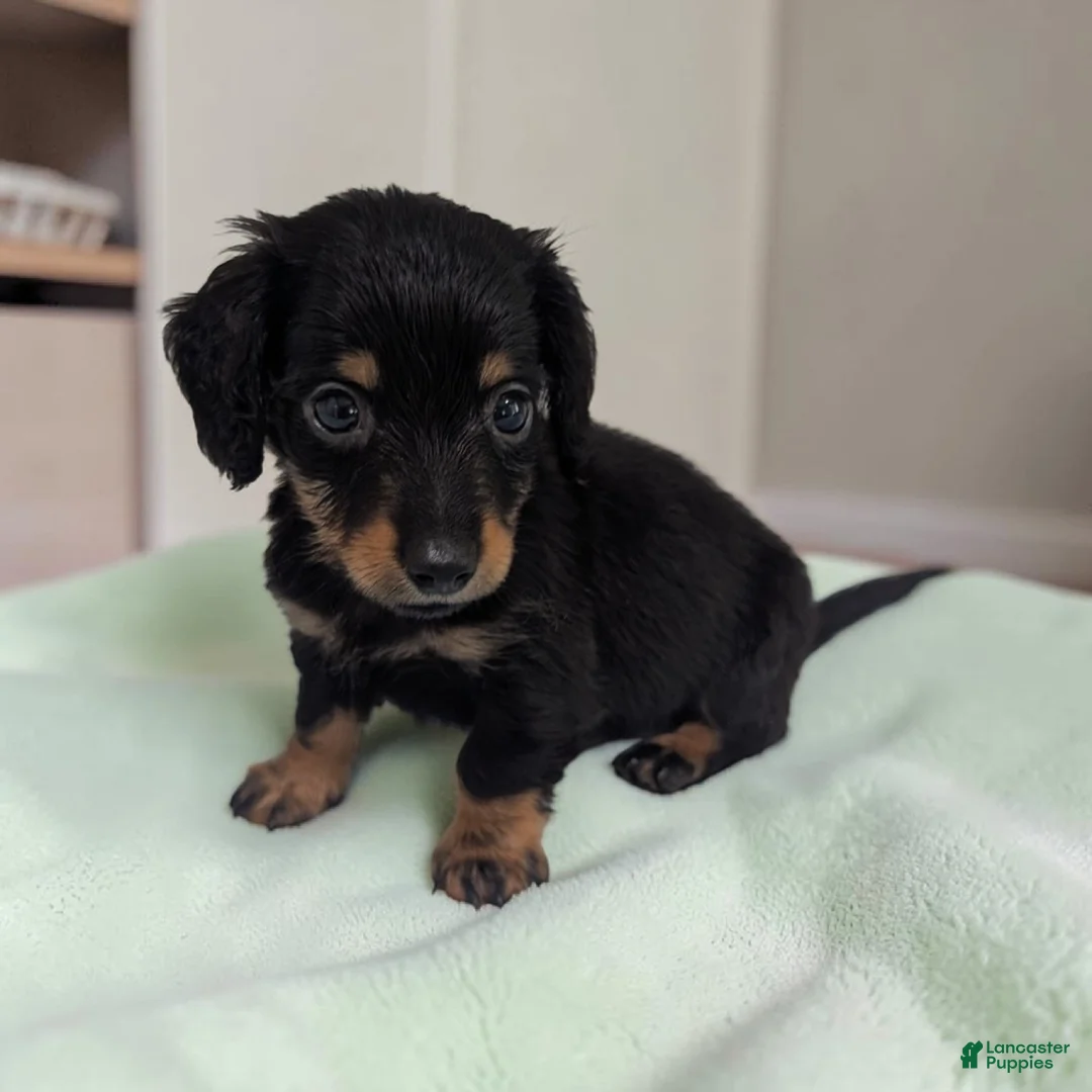 Miniature Dachshund dogs for sale: Oreo - Ad 1