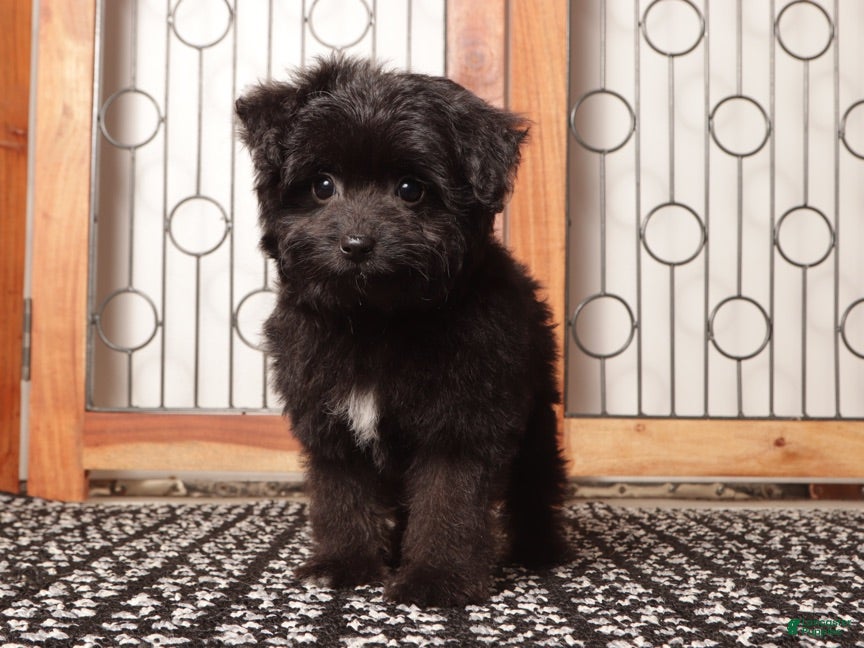 Mixed Breed dogs Emma Cute Toy Aussie Poo - Ad 3