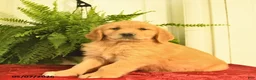 Golden Retriever dogs for sale: Waldo  - Ad 3