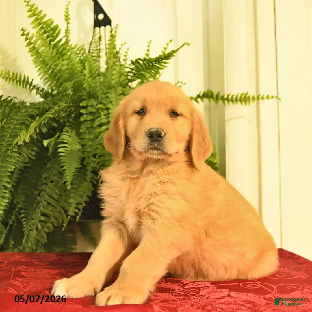 Golden Retriever dogs for sale: Waldo  - Ad 3