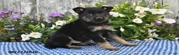German Shepherd dogs for sale: Alfie - Ad 5