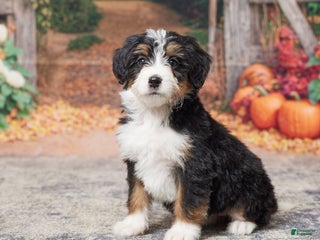 Mini Bernedoodle dogs - Ad 16